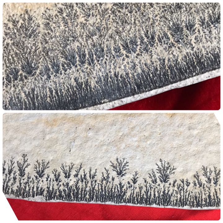 永久に枯れない樹木を封じ込めた石　樹形石(しのぶ石)  Dendrite