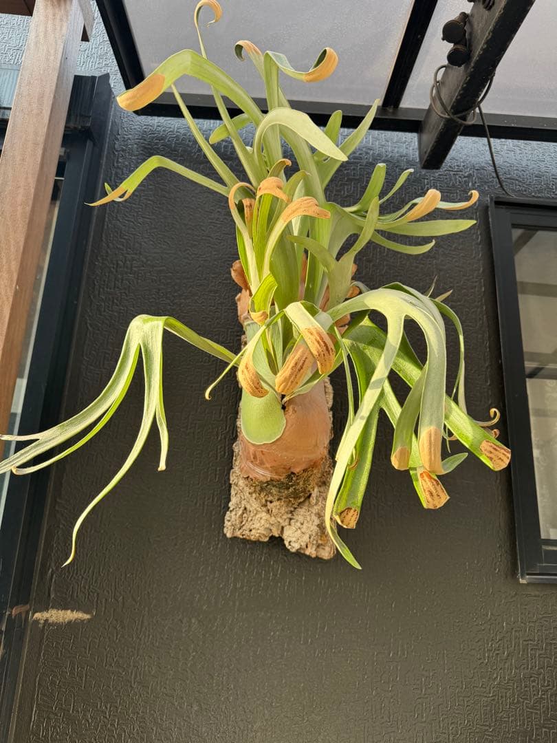 P.Hanabi 現品 ビカクシダ