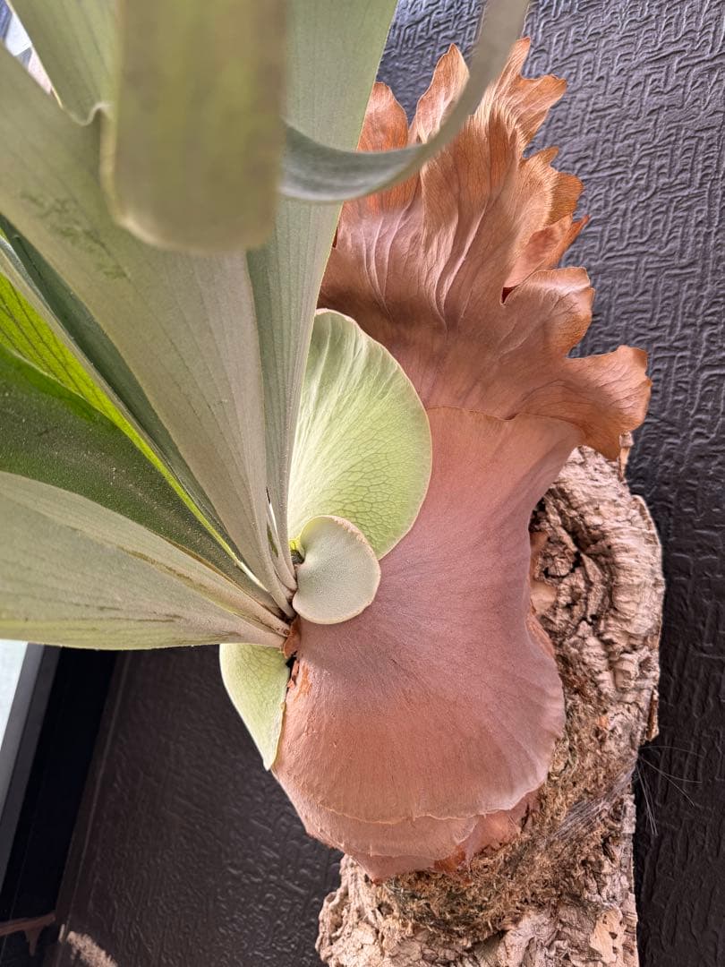 P.Hanabi 現品 ビカクシダ