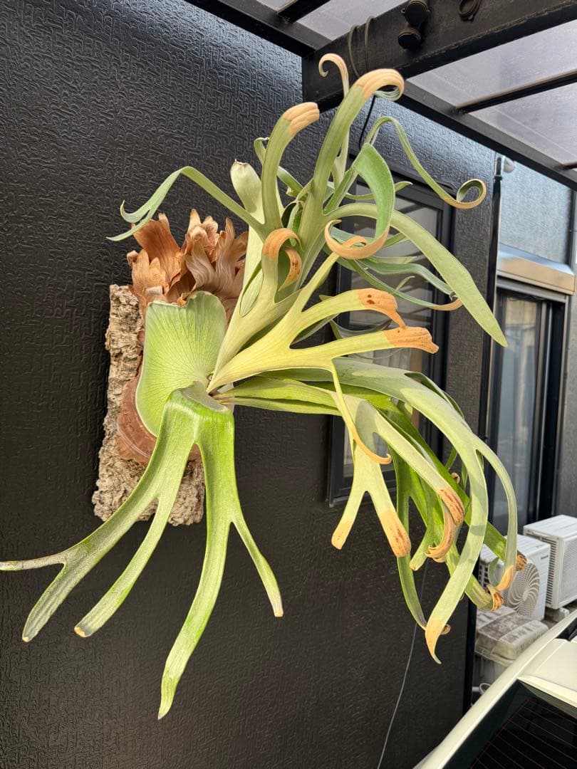 P.Hanabi 現品 ビカクシダ