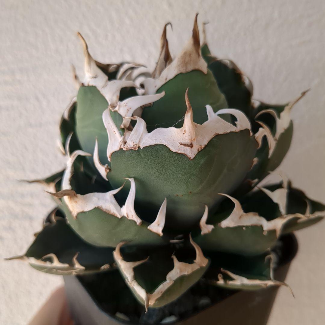 アガベ チタノタ　ピカチュウ