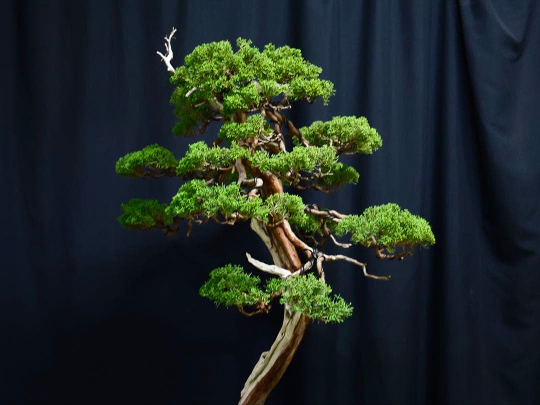 逸品　山採り　真柏　流れ良　山樹　模様木　大品盆栽　盆栽　シャリ芸
