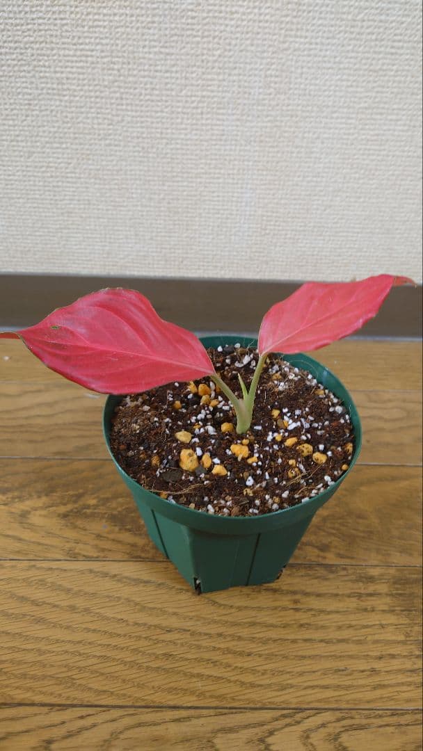 その他観葉植物 Aglaonema khan mak racha super red var