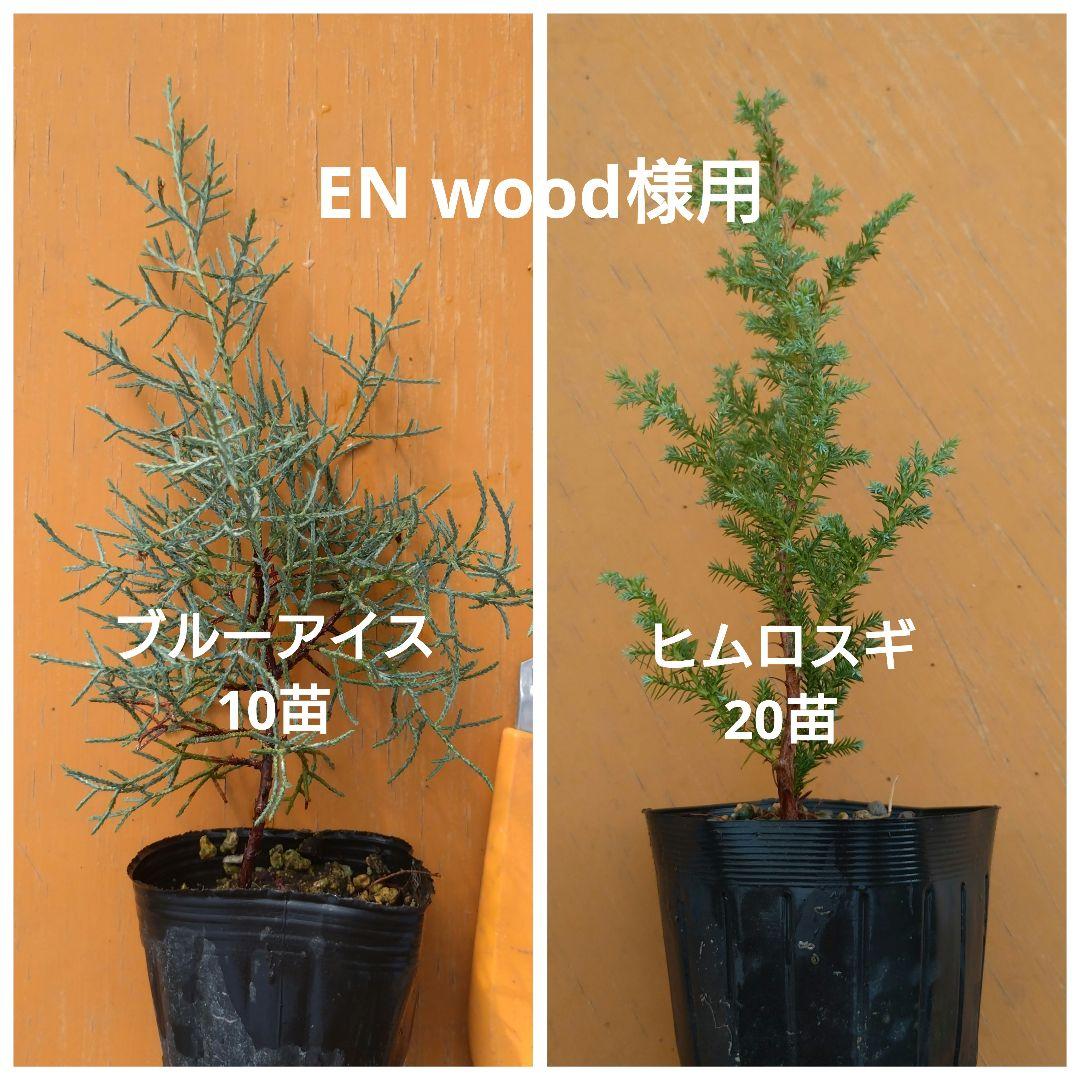 EN wood様用　ヒムロスギ苗　ブルーアイス苗
