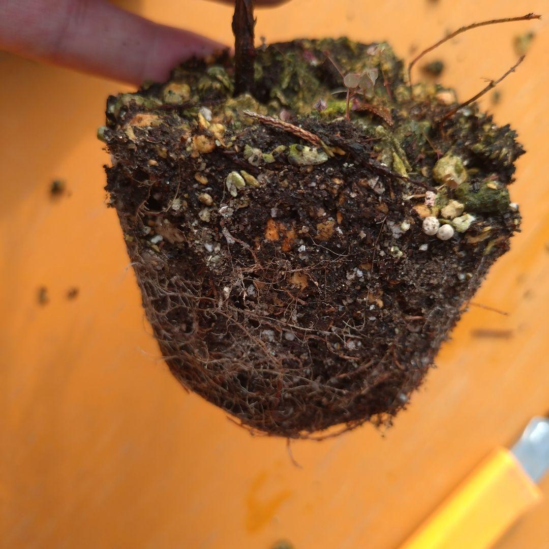 EN wood様用　ヒムロスギ苗　ブルーアイス苗