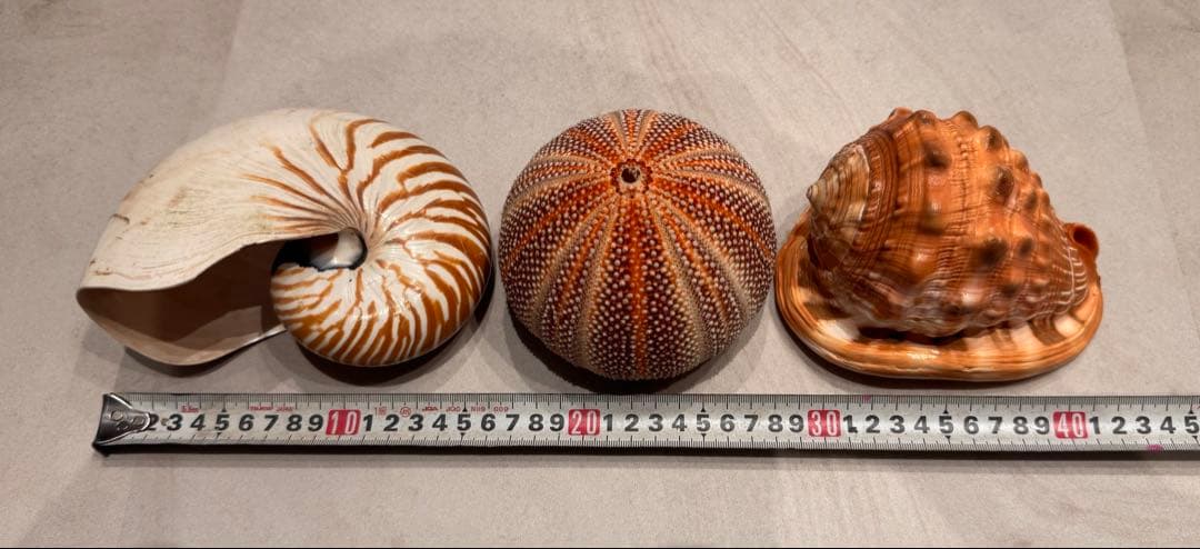 オウムガイ　ウニ　ホラ貝　オブジェ　インテリア