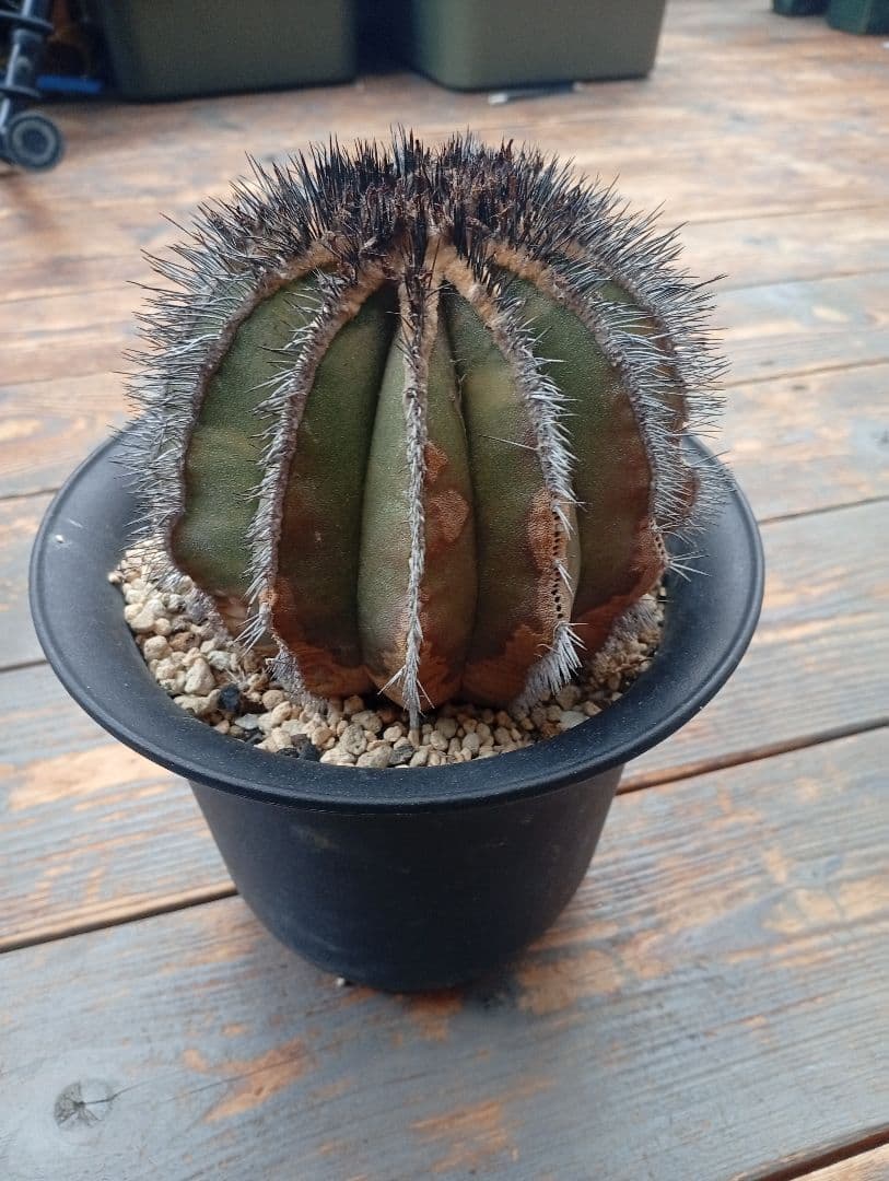 ペクチニフェラ錦　実生