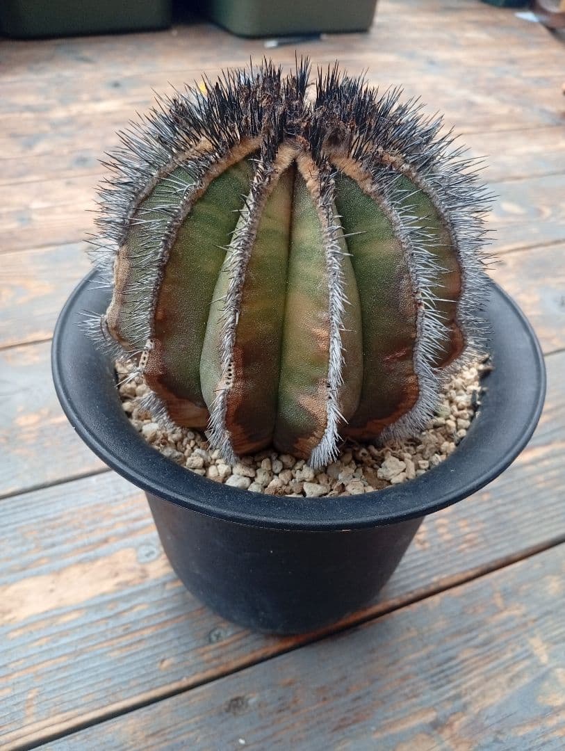 ペクチニフェラ錦　実生