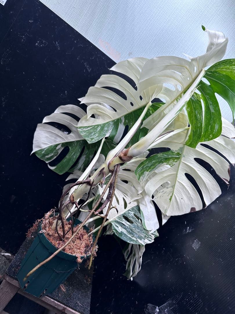 斑入りモンステラ ホワイトタイガー極美大株90cm白斑多レア
