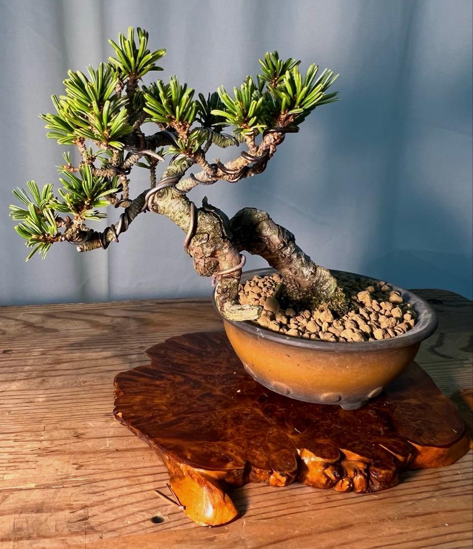 八房五葉松　獅子丸