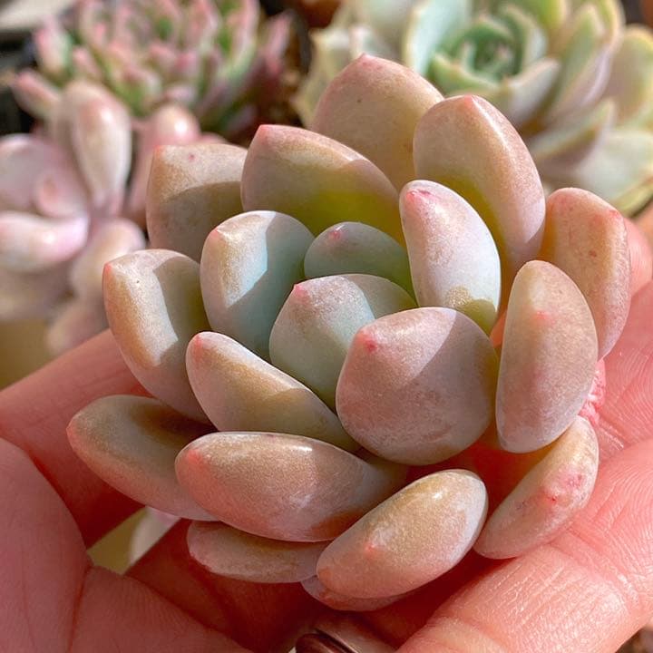 モンロークイーン