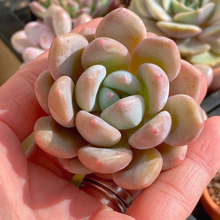 モンロークイーン