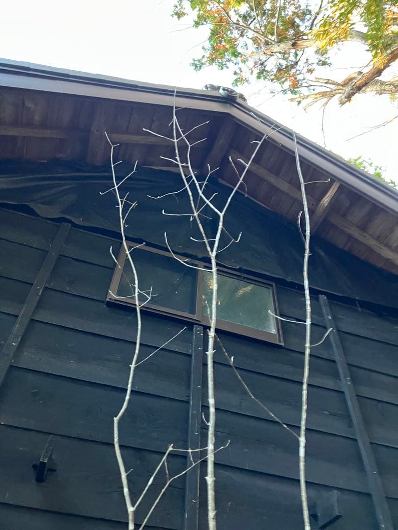 302 山採りアオダモ