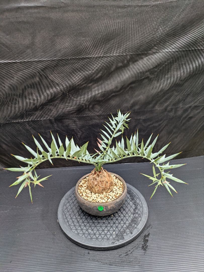 15 エンセファラルトス ホリダス　信楽焼　盆栽株 丸々