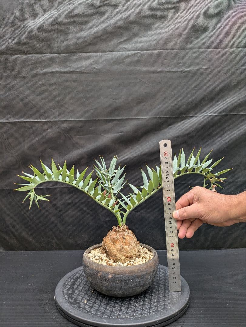 15 エンセファラルトス ホリダス　信楽焼　盆栽株 丸々