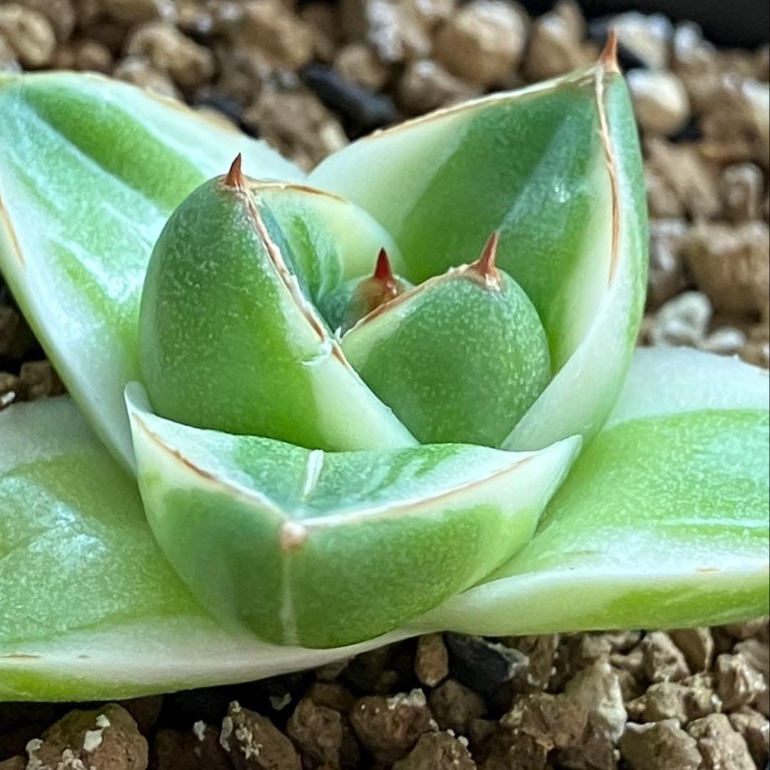 速達【鉢ごと発送】④人気　発根済み　赤棘　アガべ　王妃笹の雪A型　ピンキー　TC