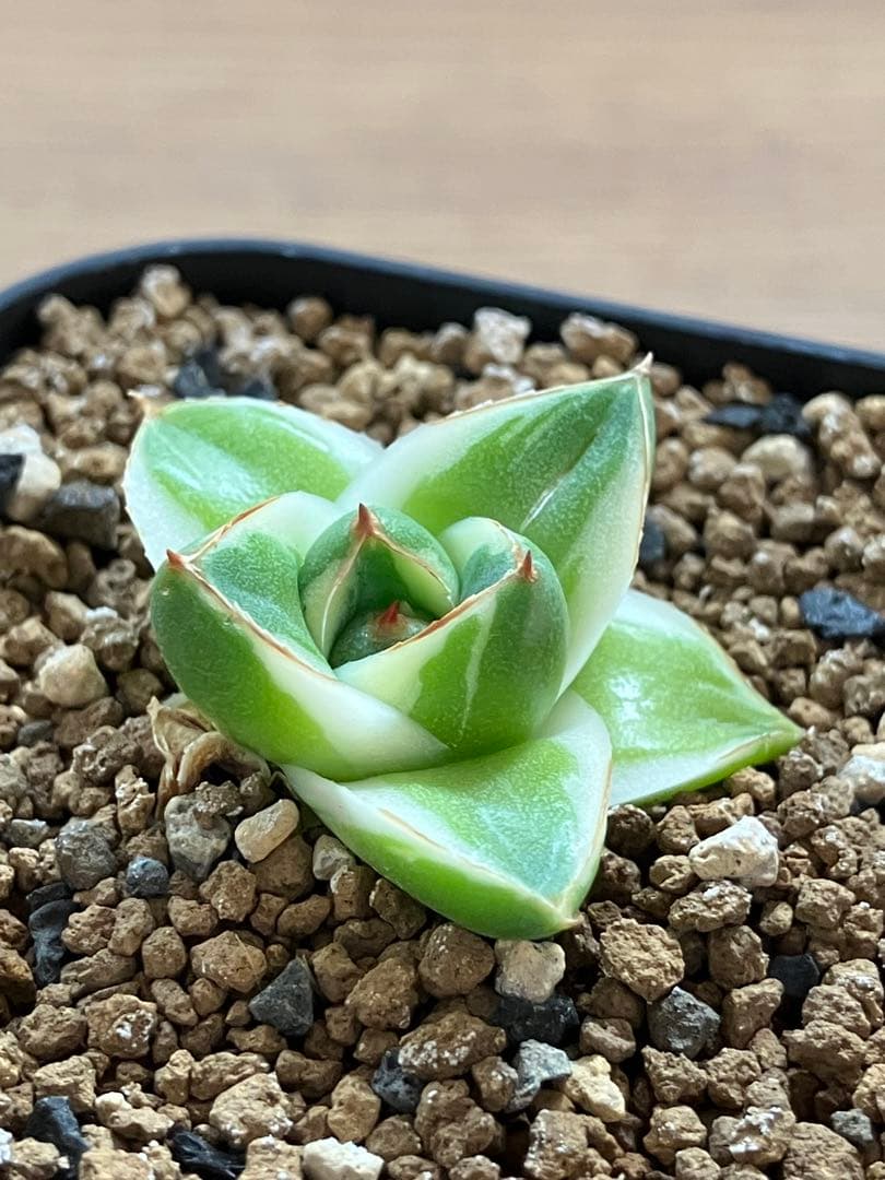 速達【鉢ごと発送】④人気　発根済み　赤棘　アガべ　王妃笹の雪A型　ピンキー　TC