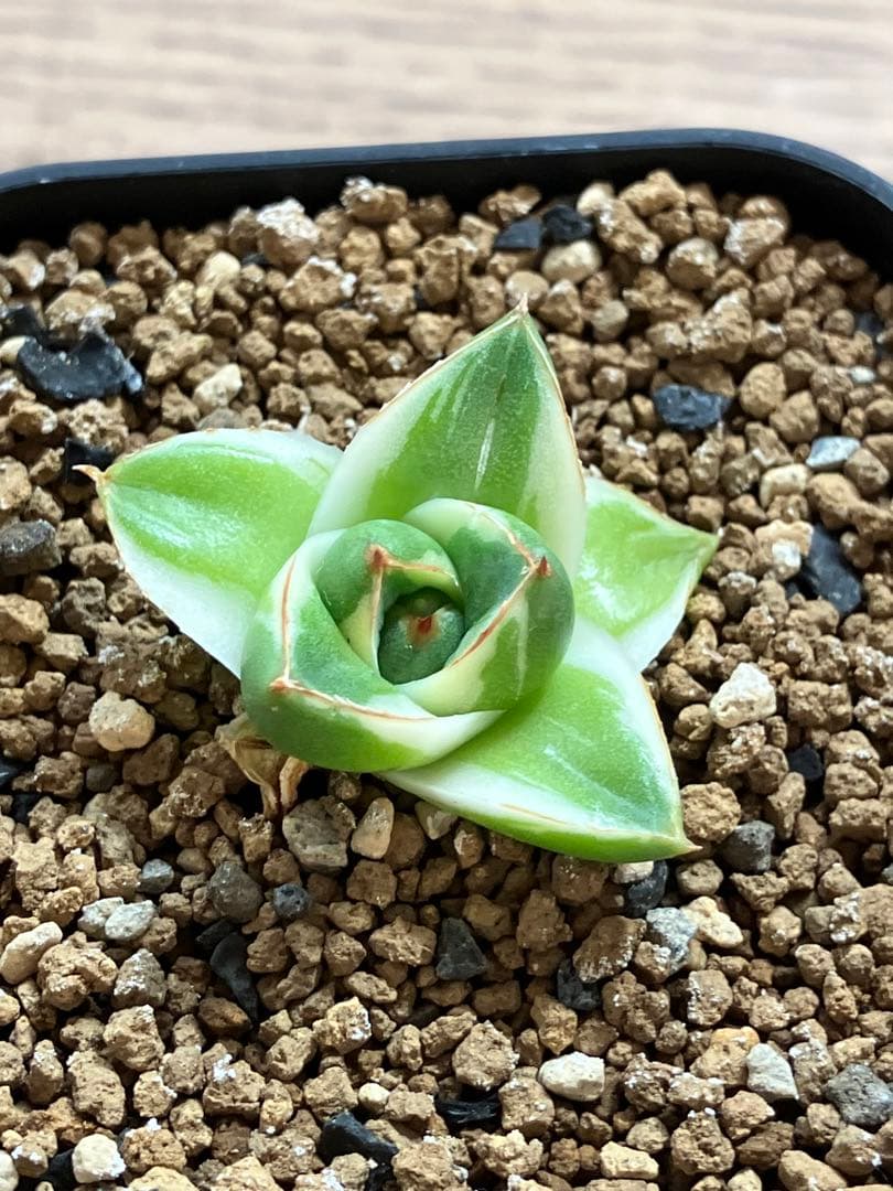 速達【鉢ごと発送】④人気　発根済み　赤棘　アガべ　王妃笹の雪A型　ピンキー　TC