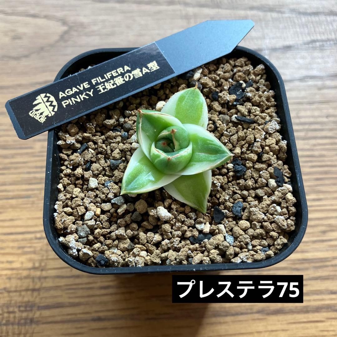 速達【鉢ごと発送】④人気　発根済み　赤棘　アガべ　王妃笹の雪A型　ピンキー　TC