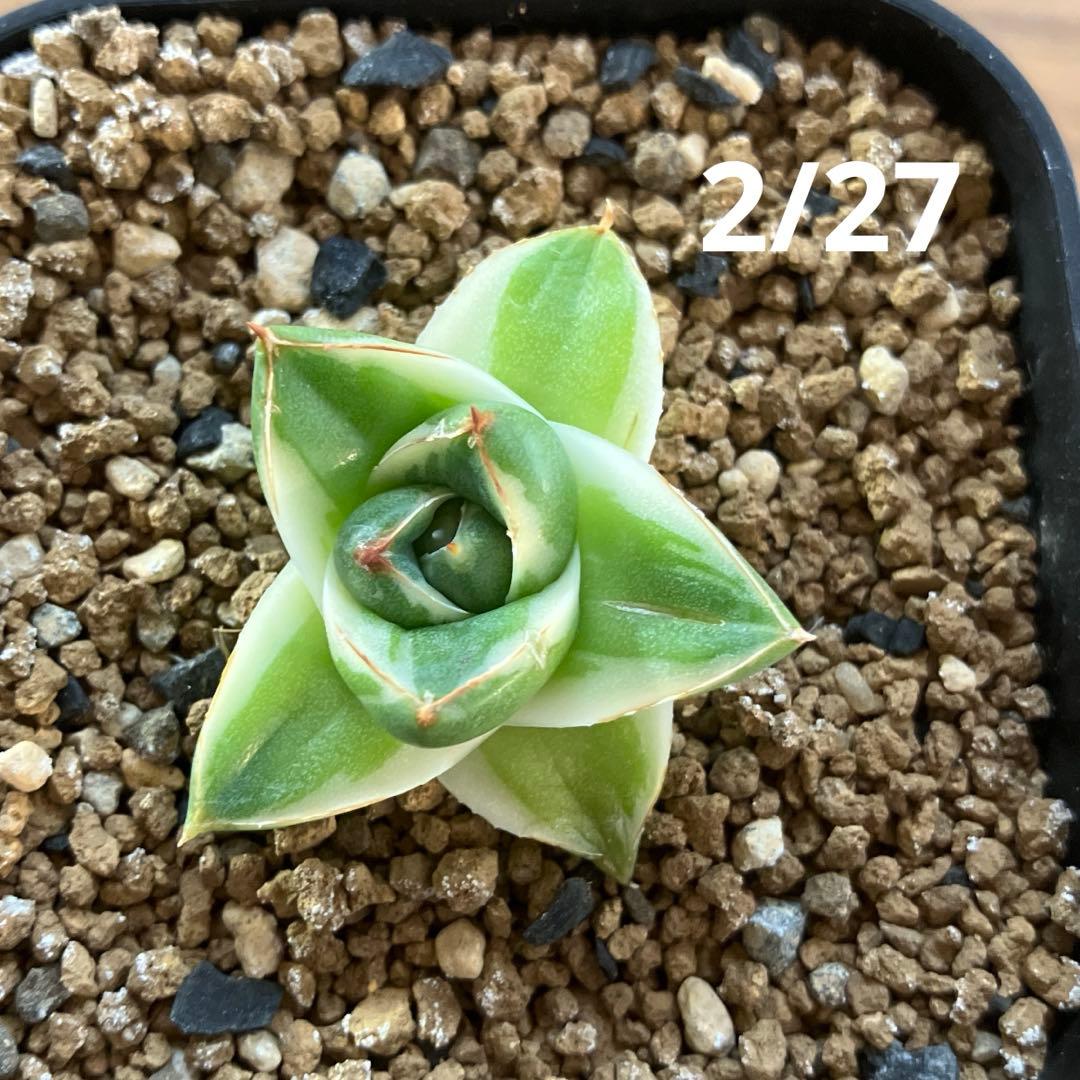 速達【鉢ごと発送】④人気　発根済み　赤棘　アガべ　王妃笹の雪A型　ピンキー　TC