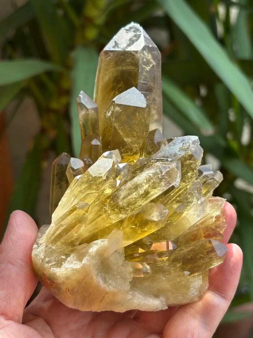 ブラジル産シトリンクラスター561g 花のようなクラスター　透明度　照りツヤ有