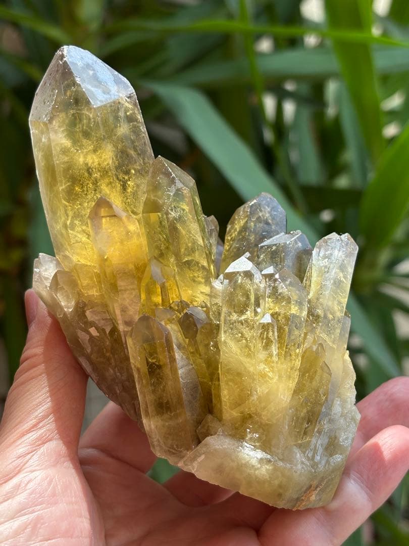 ブラジル産シトリンクラスター561g 花のようなクラスター　透明度　照りツヤ有