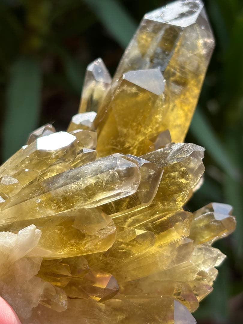 ブラジル産シトリンクラスター561g 花のようなクラスター　透明度　照りツヤ有