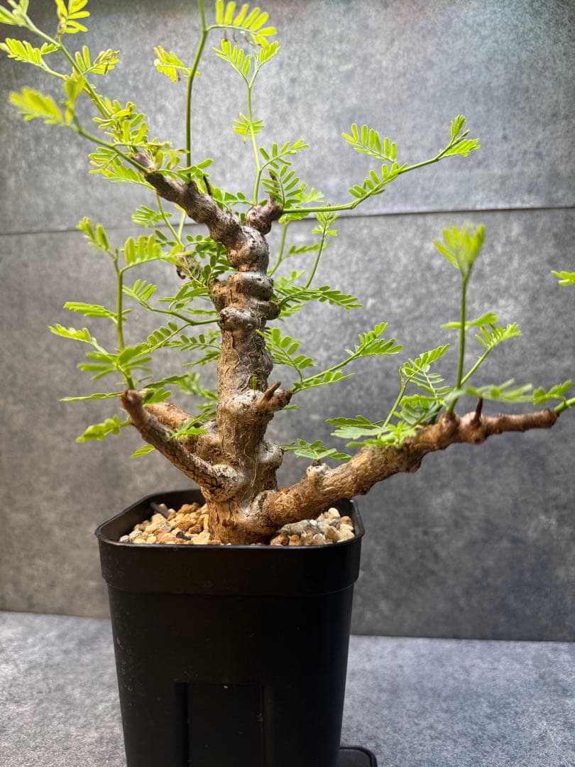 センナ　メリディオナリス　海外実生　発根済み　425