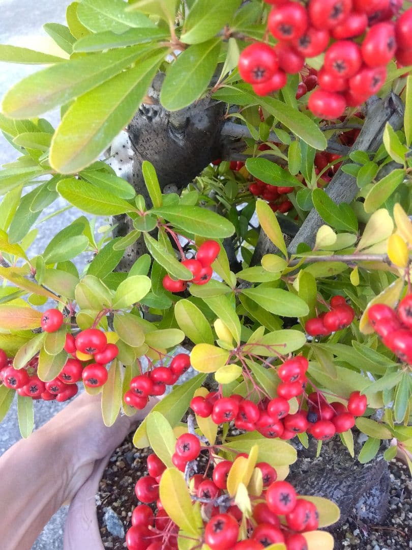 ピラカンサ　盆栽　10号鉢つき　特大❗　③