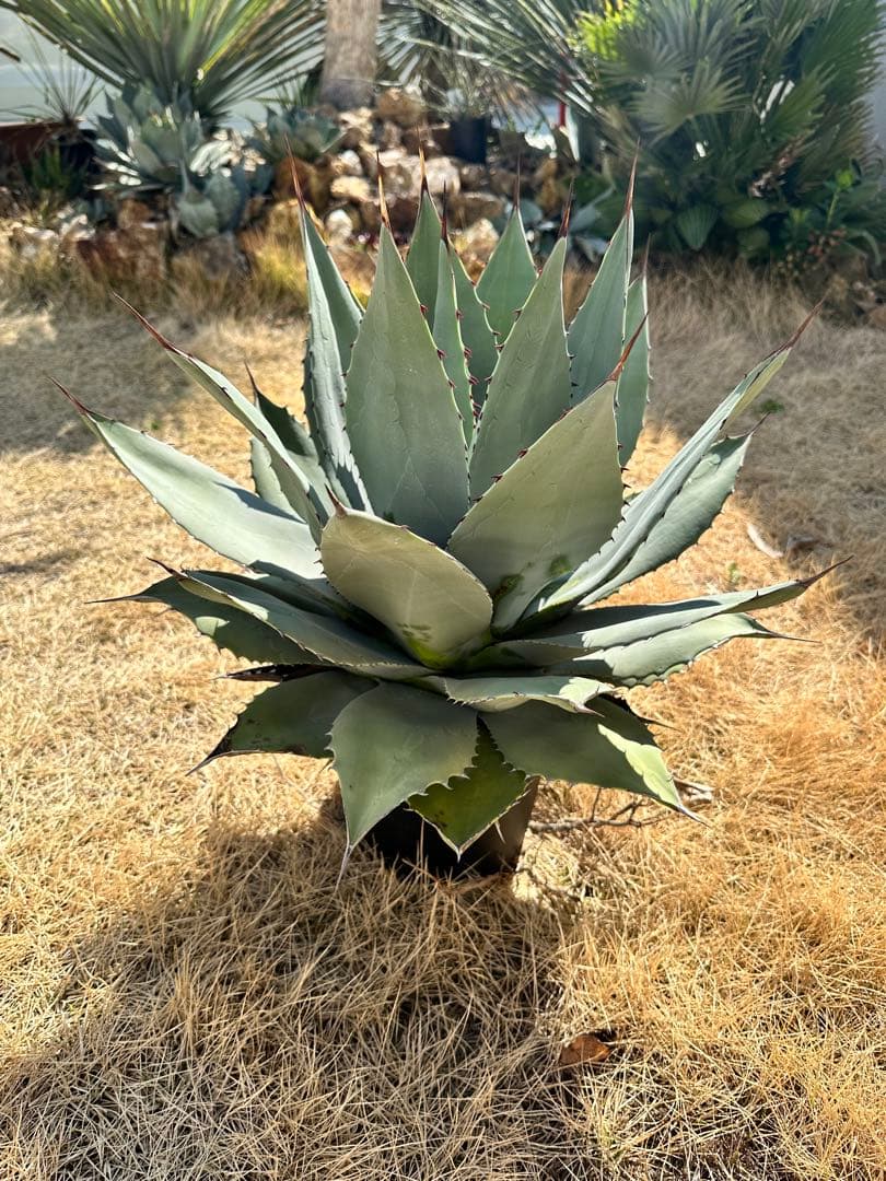 kurako　アガベ　トランカータ　大株40㎝　美株　パリ―