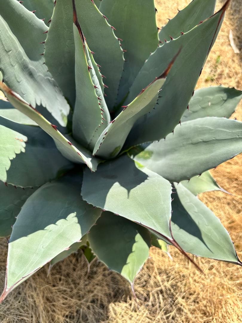 kurako　アガベ　トランカータ　大株40㎝　美株　パリ―