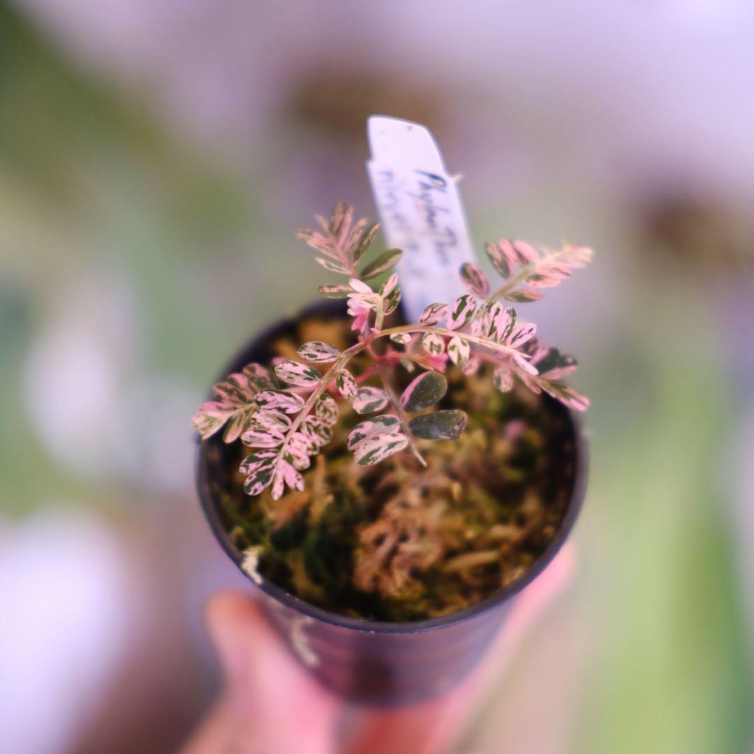 Phyllanthus urinaria Pink｜フィランサス・ウリナリア③