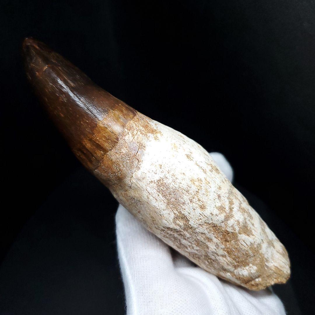 特大 歯根付き モササウルス 化石 歯 本物  123.82mm mos74