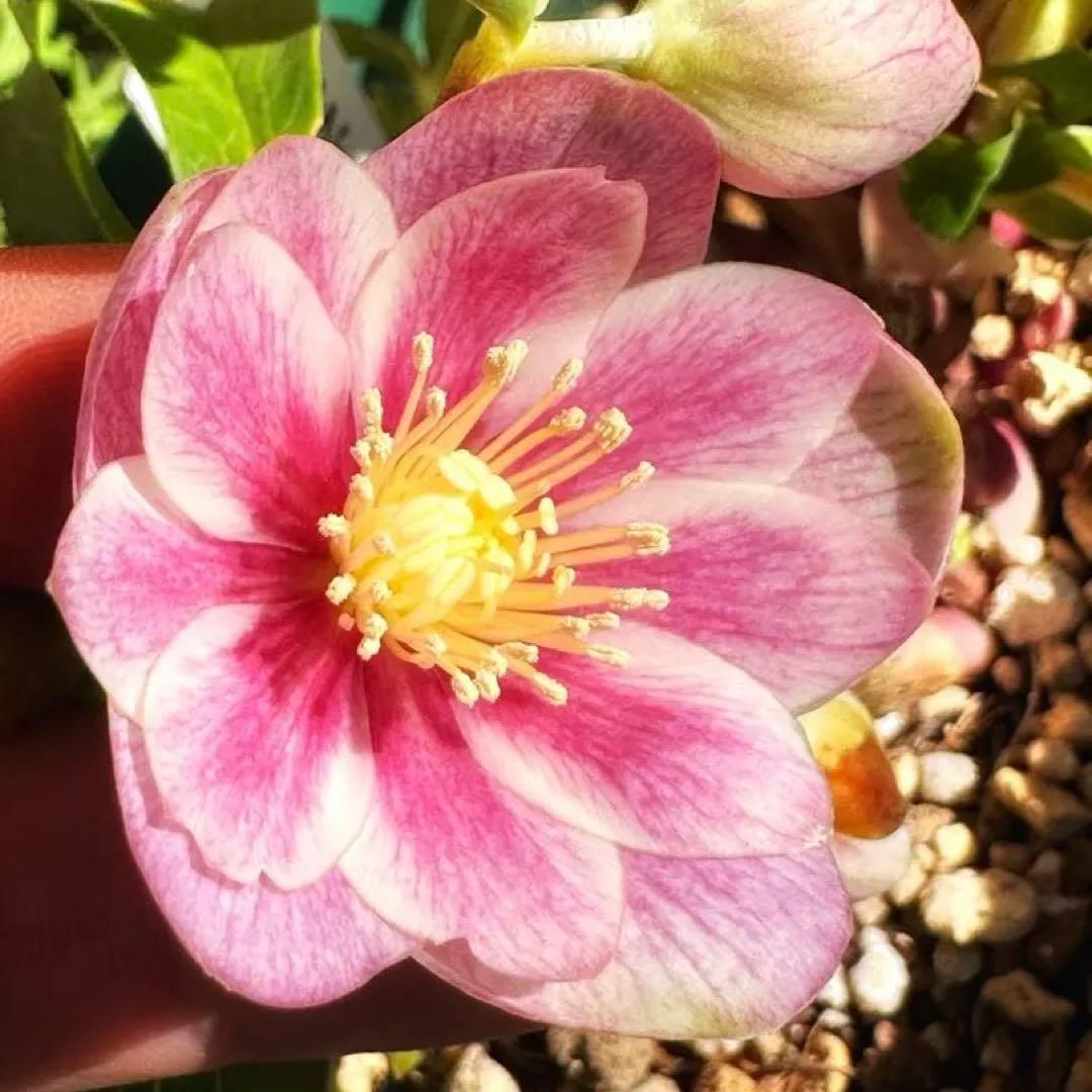 クリスマスローズ　ノスタルジアdd 交配苗