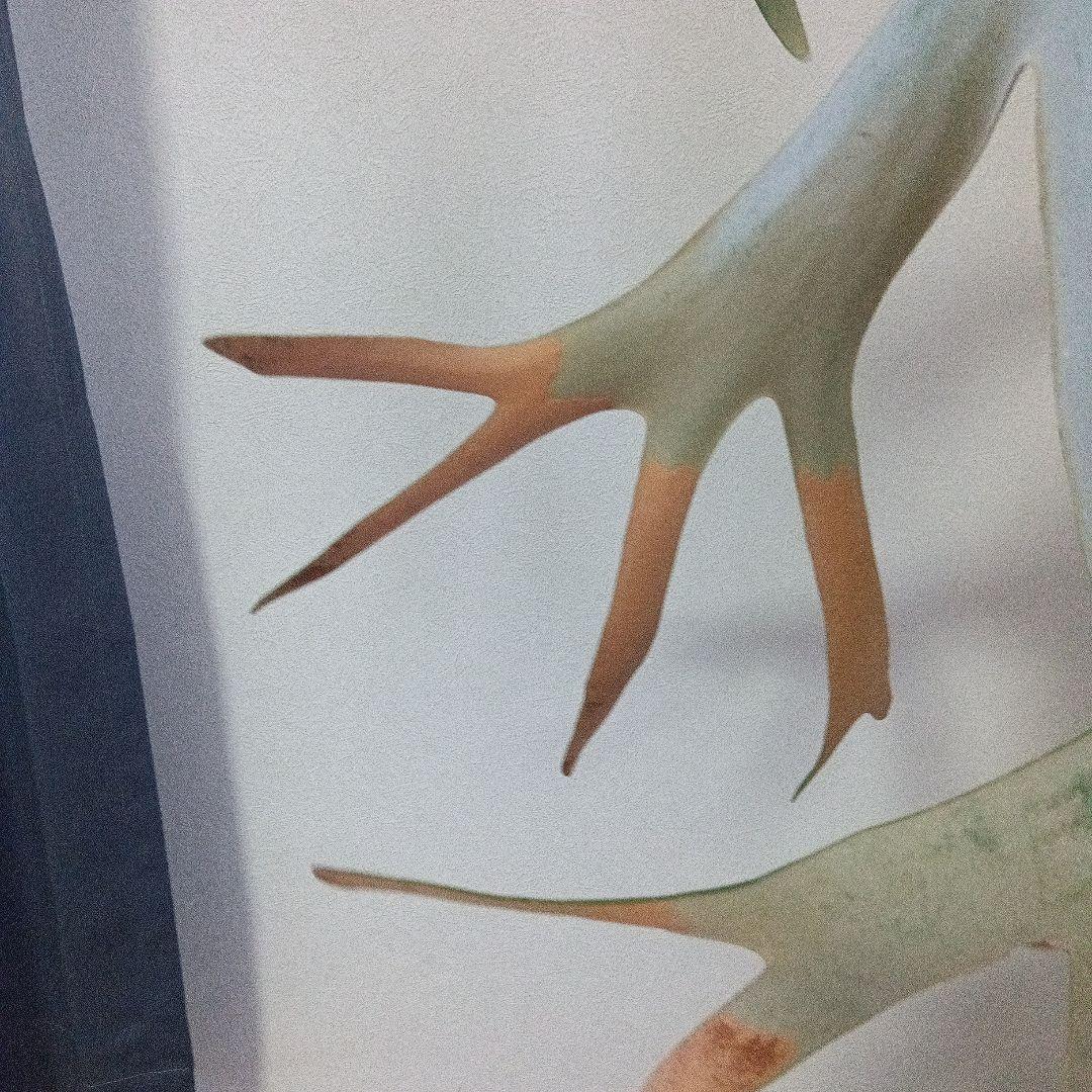 （特大）ビカクシダ　ウィリンキー板付　胞子嚢あり