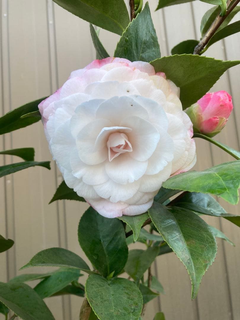 椿(ツバキ)接木苗　デザイア