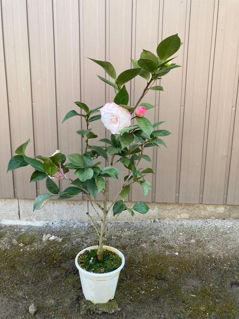 椿(ツバキ)接木苗　デザイア