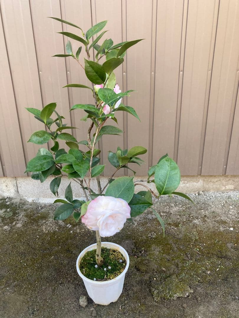 椿(ツバキ)接木苗　デザイア