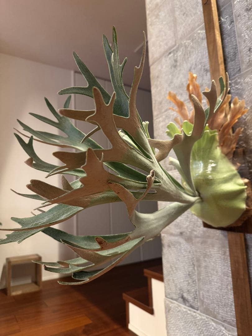 P.SailorMoon pewchan F306 子株 セーラームーン ビカク