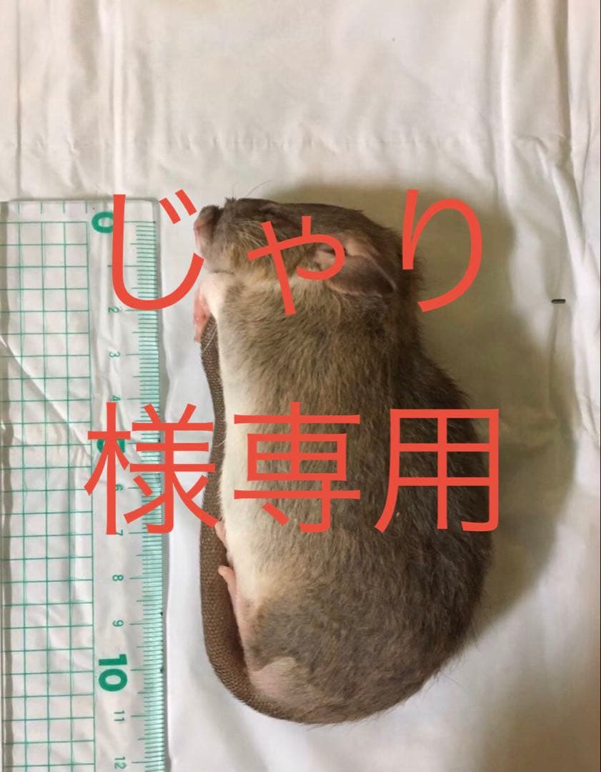 冷凍SM50 PS30 ADM10 S10 M5