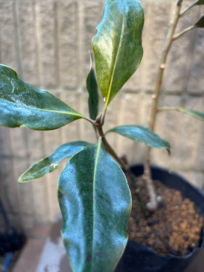 ☆*☆様 タイサンボク　リトルジェム　3.5号ポット苗