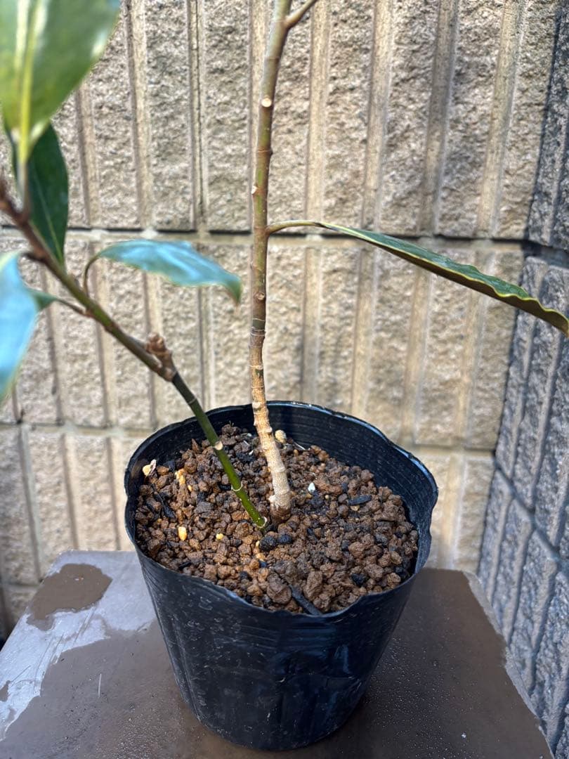 ☆*☆様 タイサンボク　リトルジェム　3.5号ポット苗