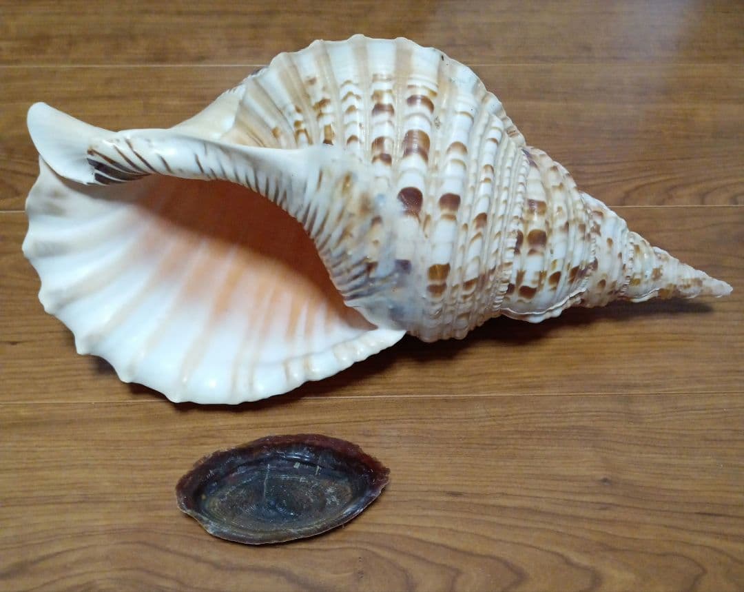 貝殻標本　法螺貝