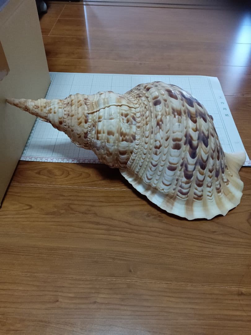 貝殻標本　法螺貝
