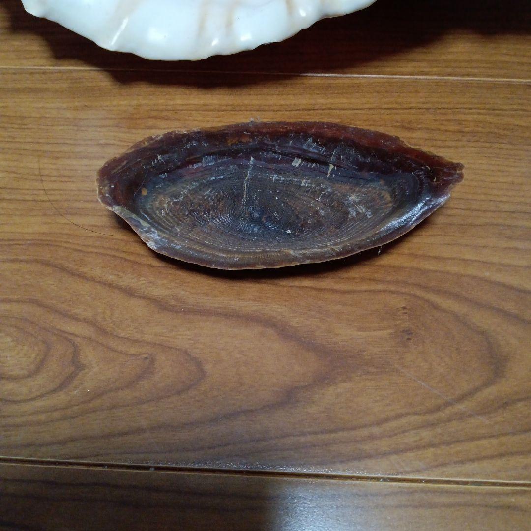 貝殻標本　法螺貝