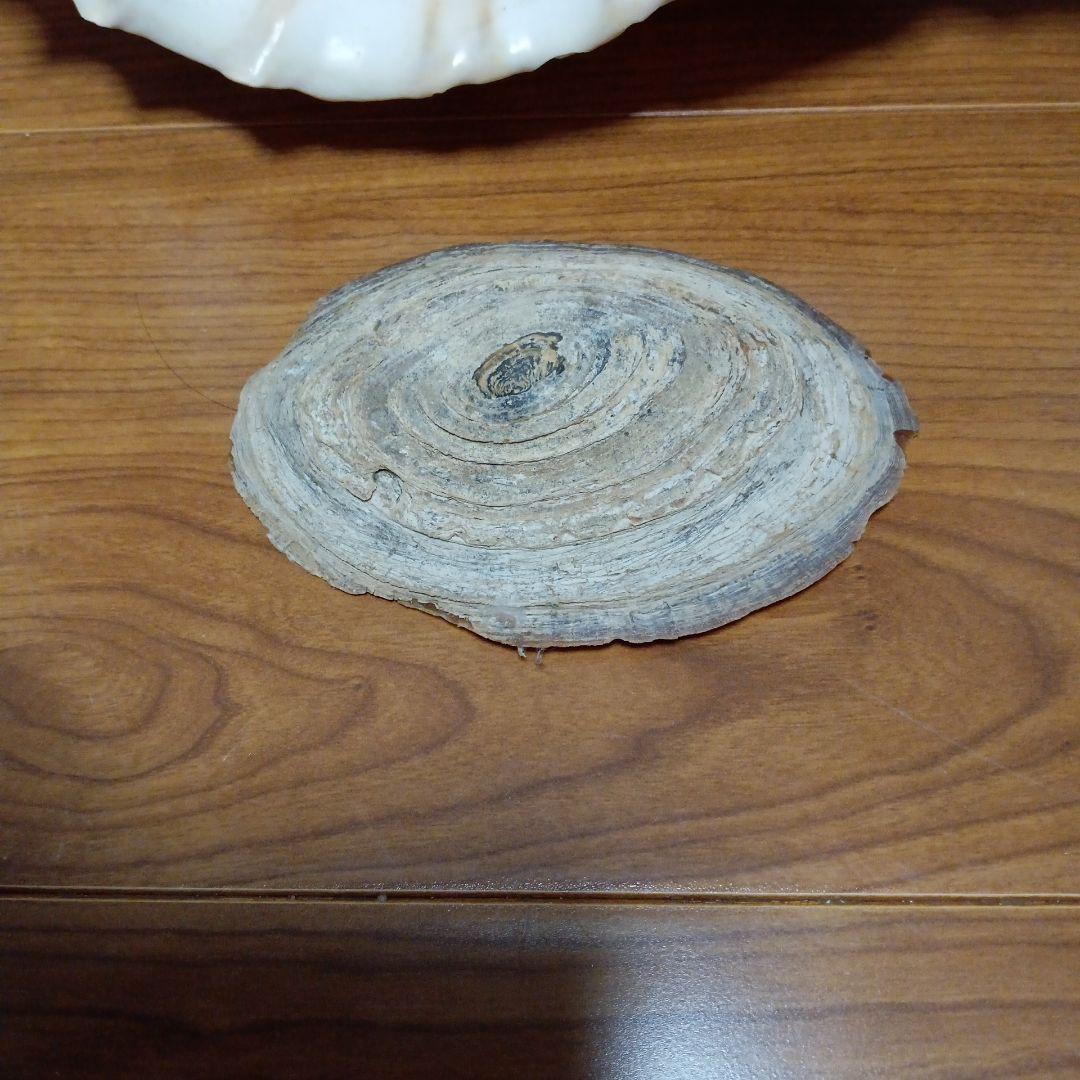 貝殻標本　法螺貝