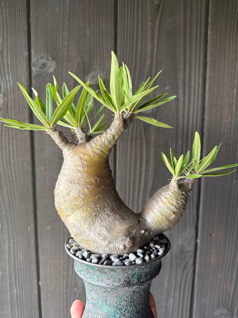 t*n様 パキポディウム グラキリス 現地球 2頭