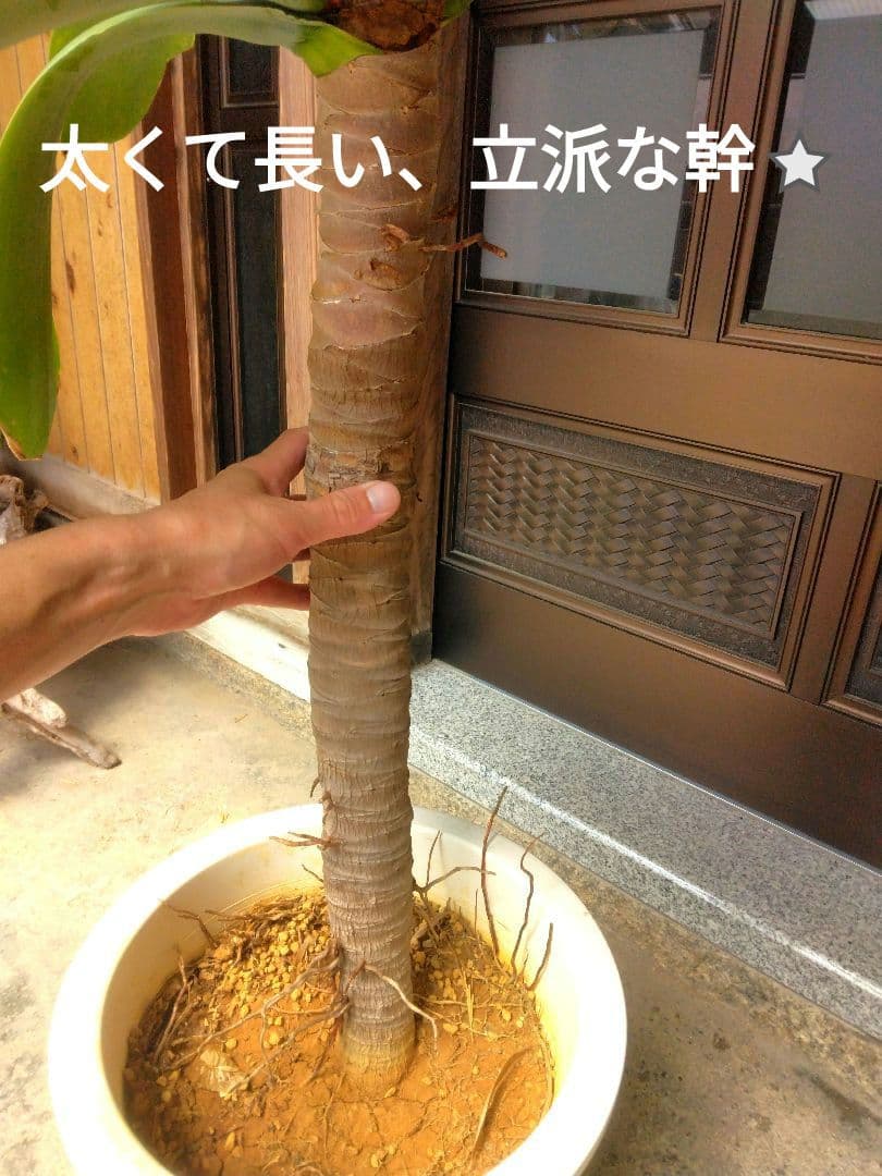 ⭐アガベ ・アテナータ(特大)⭐