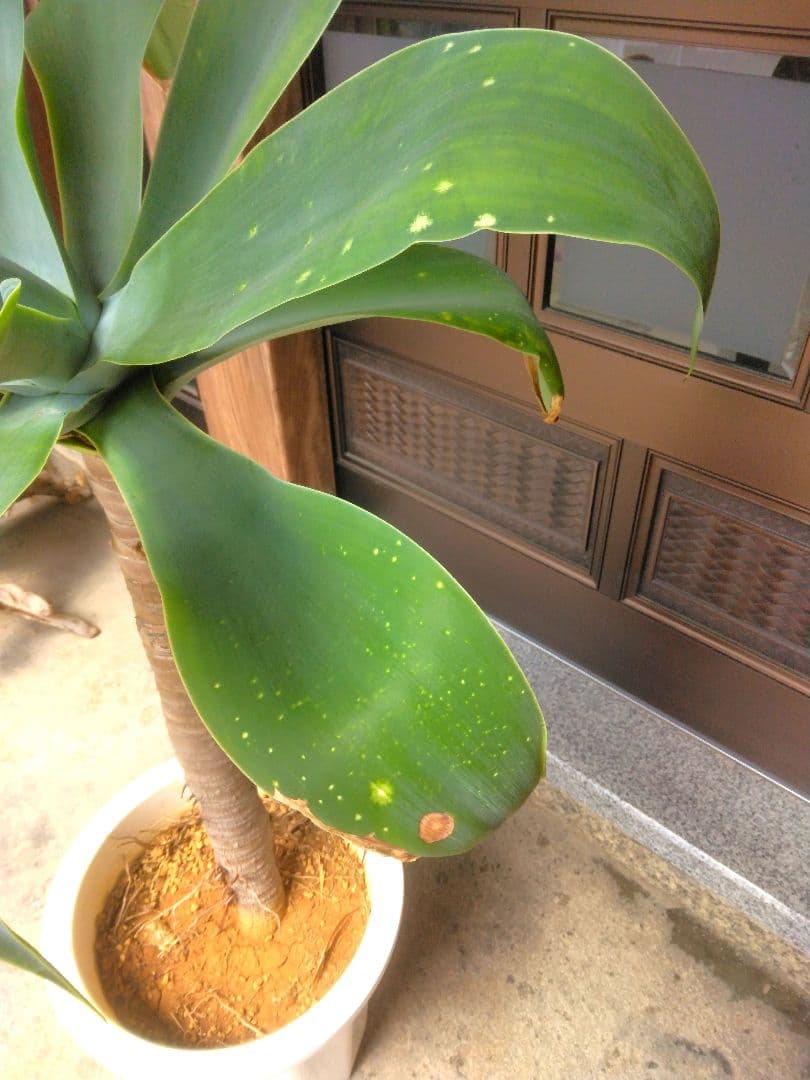 ⭐アガベ ・アテナータ(特大)⭐