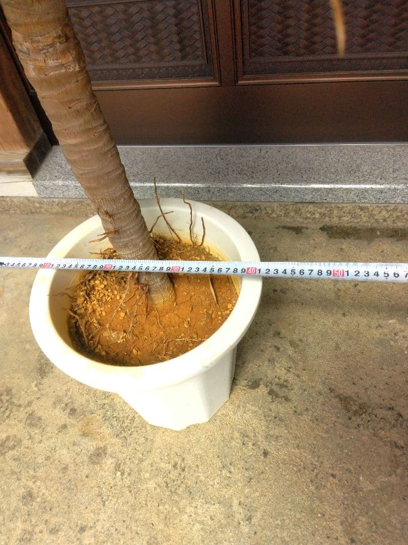 ⭐アガベ ・アテナータ(特大)⭐